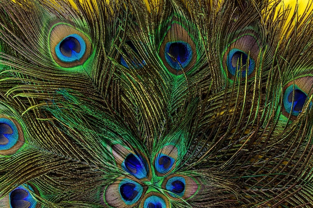 Modelli colorati di migliaia di bellissimi uccelliPeacock Feather Peacock Feather Animal Bird