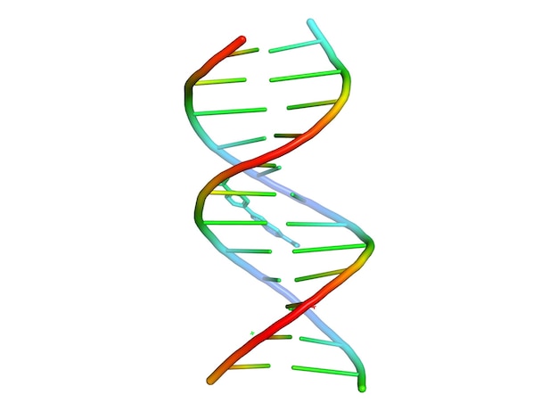 Modello 3D del DNA