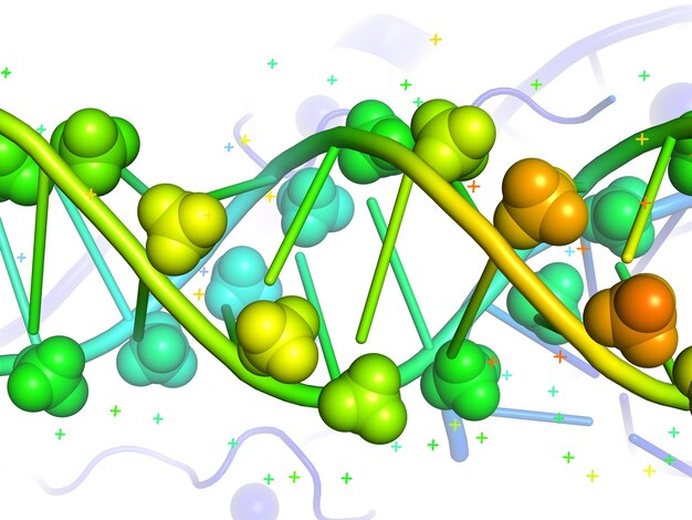 Modello 3D del DNA