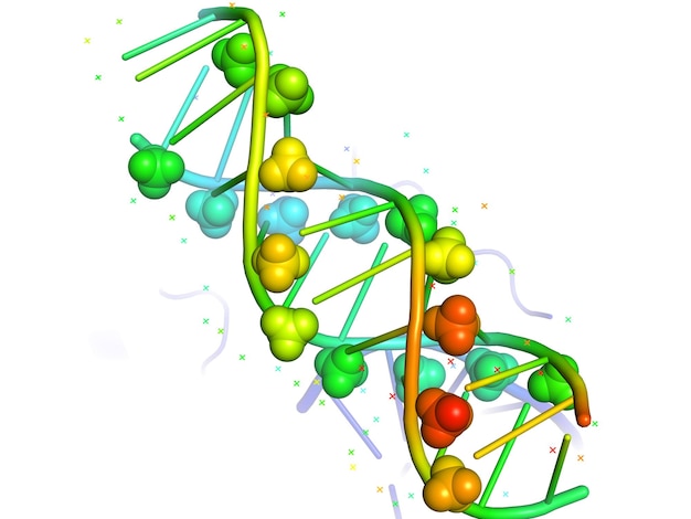 Modello 3D del DNA