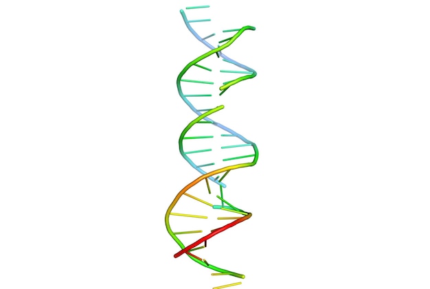 Modello 3D del DNA