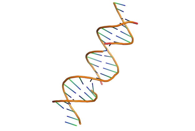 Modello 3D del DNA