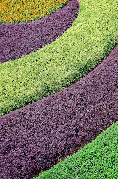 Modello a curva di arbusti decorativi viola e verdi nel giardino