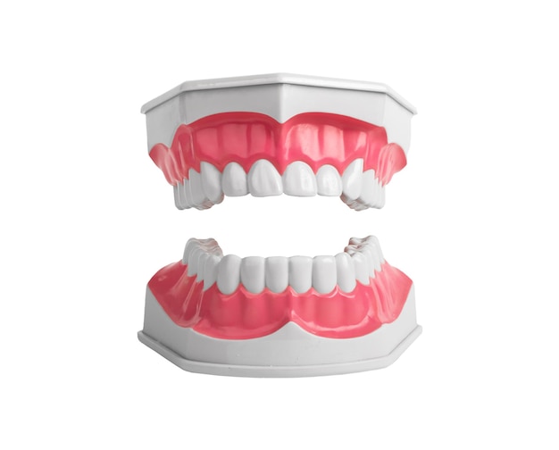 Modello a mascella aperta con denti superiori e inferiori Dente bianco isolato su sfondo bianco Concetto di odontoiatria