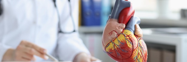 Modello anatomico del cuore sul tavolo del medico sfocato