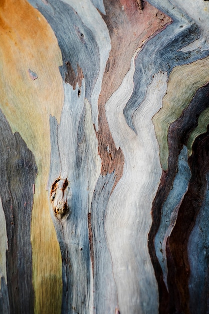 Modello astratto del fondo della corteccia di albero variopinta di deglupta dell'eucalyptus