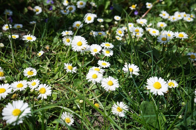 Modello astratto di bella margherita selvatica fiore bianco uso per sfondo o sfondo in ambiente naturale