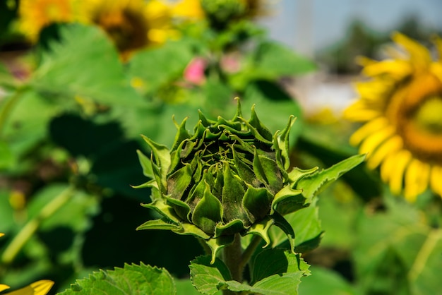 Modello colorato di girasole I germogli sono pronti a fiorire in quel momento.