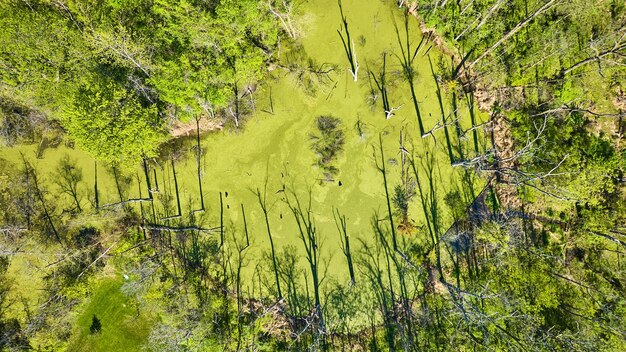 Modello d'acqua di palude verde torbido con alberi morti che spuntano dalla superficie aerea