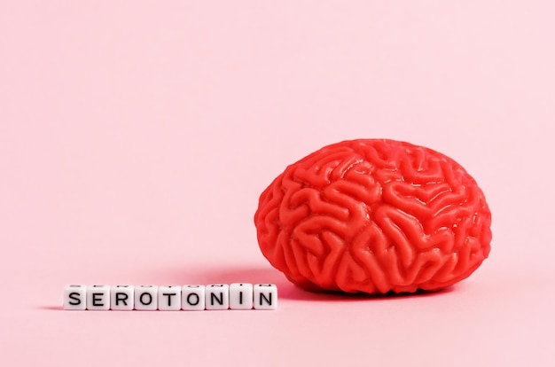 Modello del cervello umano con cubetti di lettere con la scritta serotonina su sfondo rosa