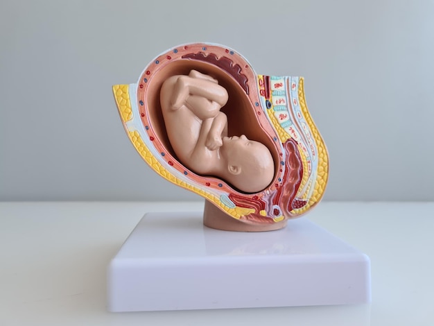 Modello di anatomia dell'embrione e del feto per l'insegnamento in classe