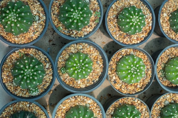 Modello di cactus vasi di argilla