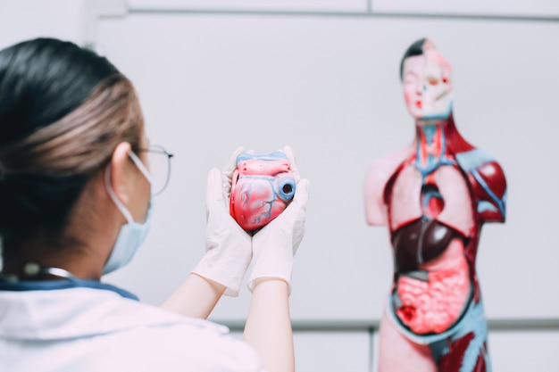 Modello di cuore in una mano di medico con manichino di organi interni del corpo umano