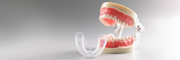 Modello di dente umano denti modello dentale ortodontico o boccaglio della mascella umana