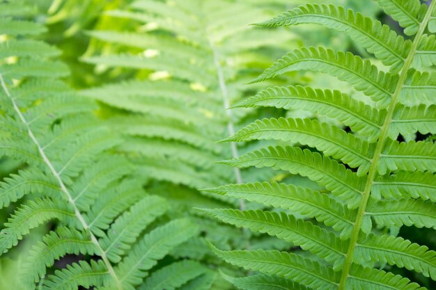 Modello di felce naturale perfetto Bellissimo sfondo realizzato con foglie di felce verde giovane Concetto di natura