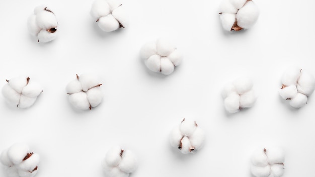 Modello di fiore di cotone su sfondo bianco