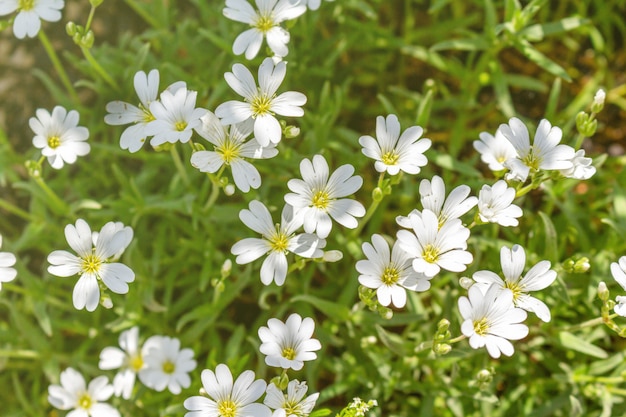 Modello di fiori bianchi sveglio della piccola molla bianca nel giardino