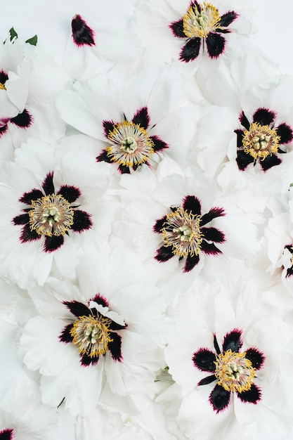 Modello di fiori di peonia bianca