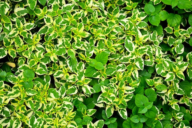 Modello di foglia piccola verde e bianco nella natura