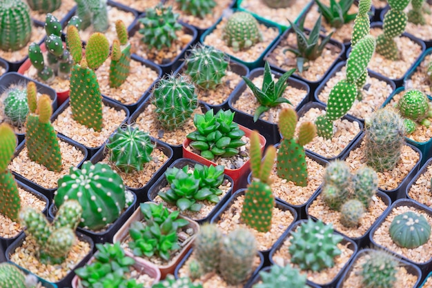 Modello di foglie di cactus. Foglie verdi.