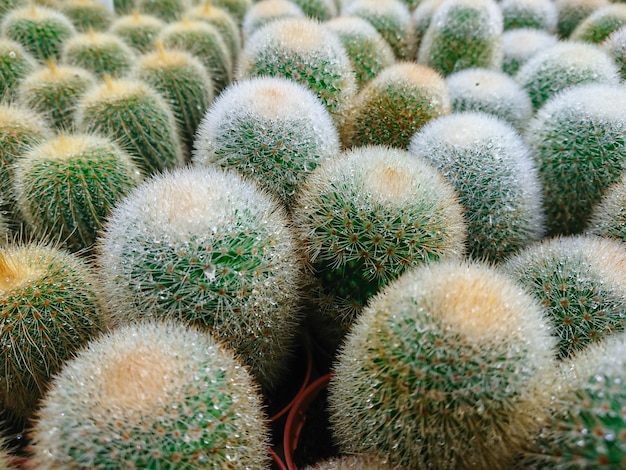 Modello di foglie di cactus.