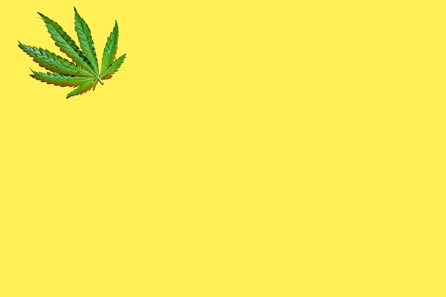 Modello di foglie di cannabis su sfondo giallo con luce intensa. Poster di canapa minimalista con spazio per il testo