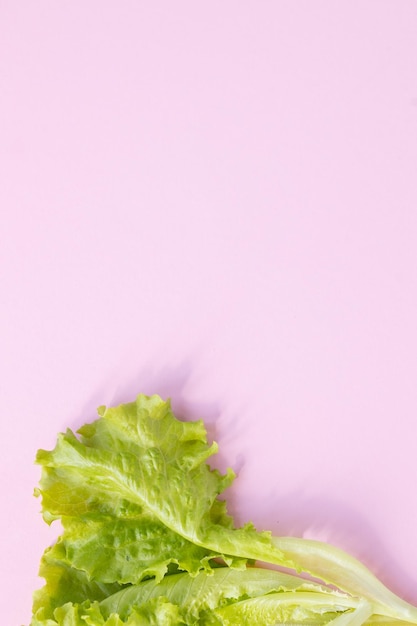 Modello di foglie di lattuga su sfondo rosa