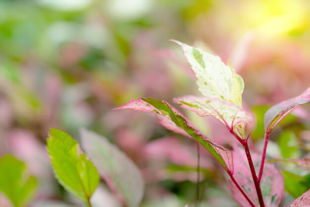 Modello di foglie rosa verde per l'estate o la primavera concetto foglia sfocata consistenza sfondo natura