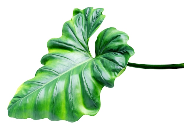 Modello di foglie verdi di piante a foglia tropicale isolate su sfondo bianco inclusa la traccia di taglio