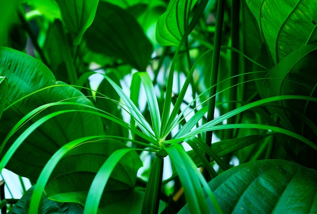 Modello di foglie verdi foglia tropicale. Concetto della natura, sfondo naturale, foglie verdi