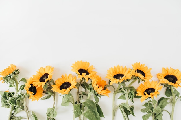 Modello di girasoli su bianco