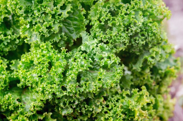 Modello di lattuga verde che cresce nel giardino