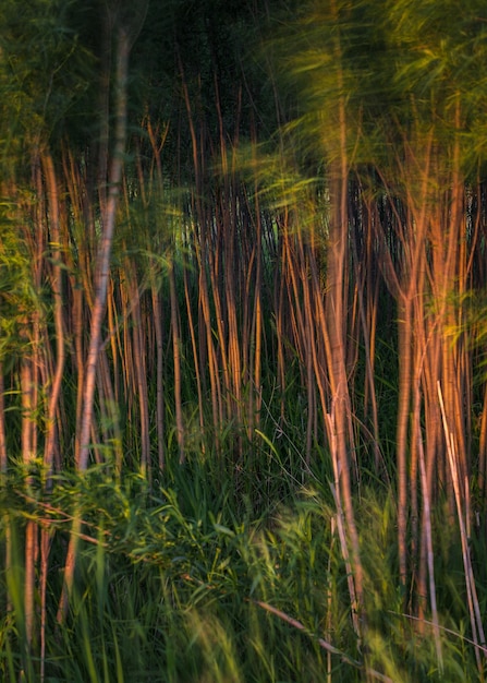 Modello di luce foresta di piante di bambù