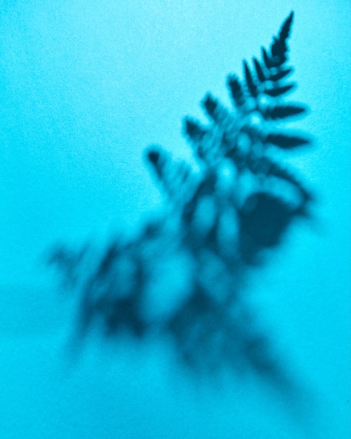 Modello di ombre da foglie di felce su una parete blu con spazio per il testo. Layout per le tue idee. Vista dall'alto