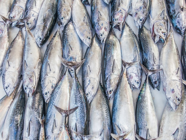 Modello di pesce, modello di tonno