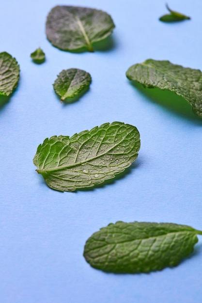 Modello di petali verdi di menta con goccioline d'acqua