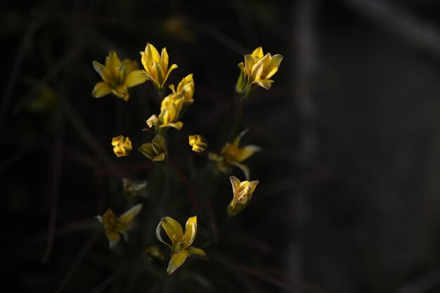 modello di piccoli fiori selvatici primaverili con foglie