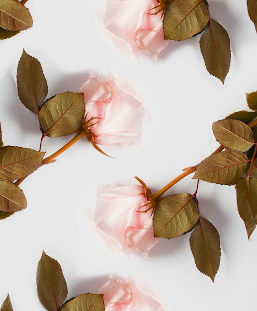 Modello di rose rosa su un muro bianco. Il concetto di pareti delicate con fiori, pareti per negozi di fiori, scritte di nozze, biancheria intima, cartoline e profumi.