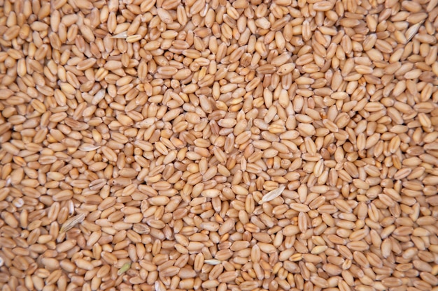 Modello di semi di chicchi di grano La trama può essere utilizzata come sfondo