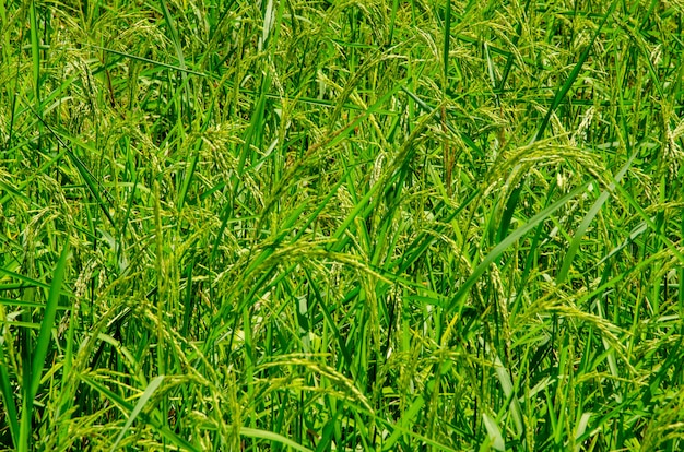 Modello di sfondo di riso verde