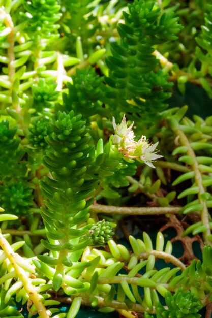 Modello di struttura della natura delle foglie verdi in crescita tropicale