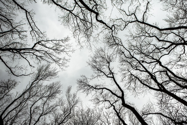 Modello di struttura di rami di albero essiccato