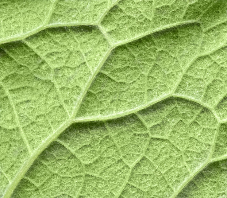 Foto modello di struttura fogliare, trama di foglie verdi