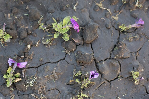 Modello di terreno e fiori incrinati e secchi dopo l'irrigazione.