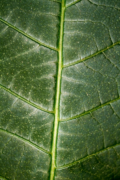 Modello di trama di una foglia verde