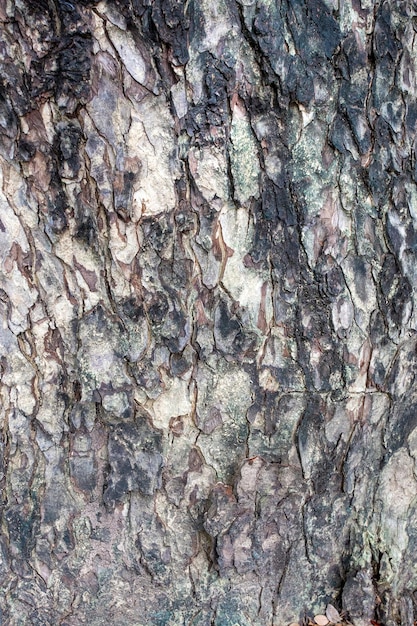 Modello di tronchi d'albero muschiosi che coprono la trama di un albero più vecchio. sfondi e carta da parati della natura.