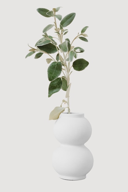 Modello di vaso png Brachyglottis pianta d'appartamento