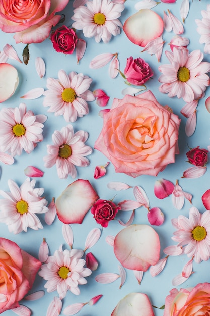 Modello floreale di rose gemme, camomilla e petali su sfondo blu.