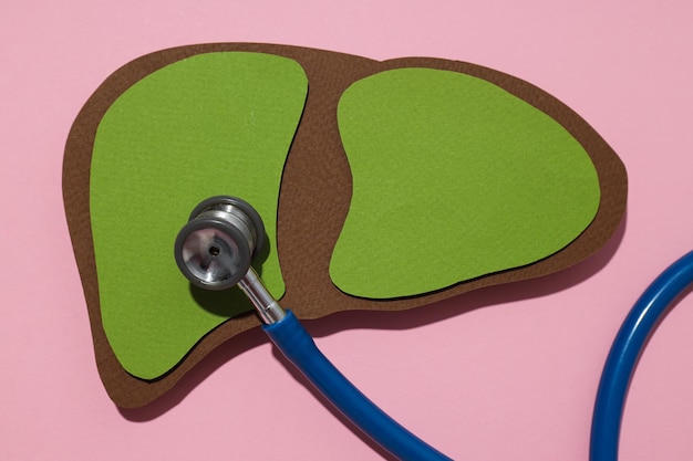 Modello in carta di fegato e stetoscopio su sfondo rosa da vicino