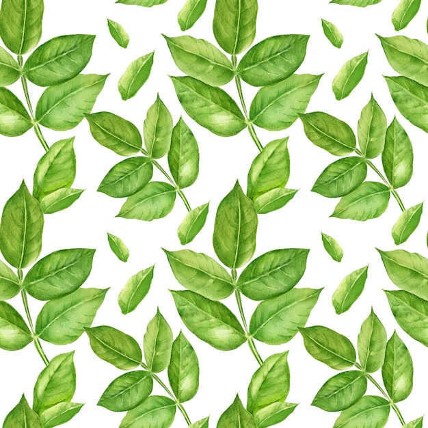 Modello senza cuciture con acquerello foglie verdi fresche schizzo disegnato a mano illustrazione botanica bianco